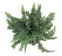 سرخس برگ شمشیری